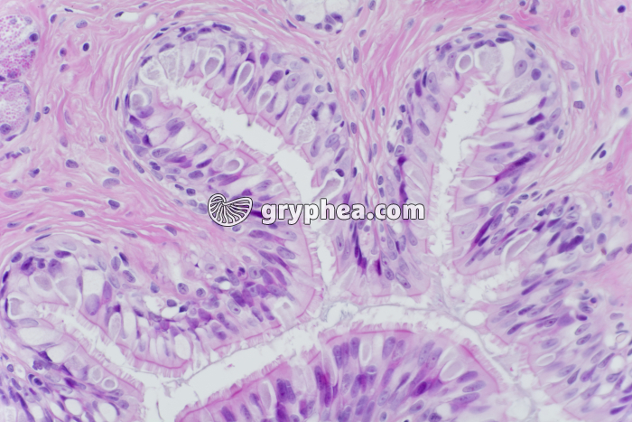 Epithélium oesophage de Batracien x200 - gryphea.org